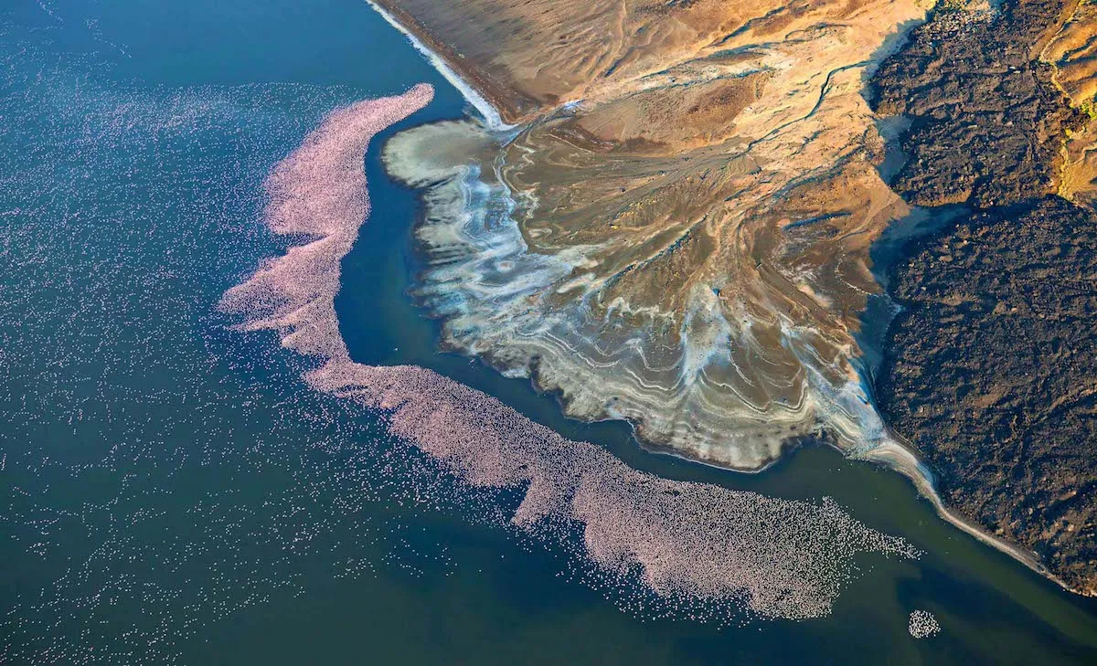 Flamingos at Lake Logipi by Martin Harvey