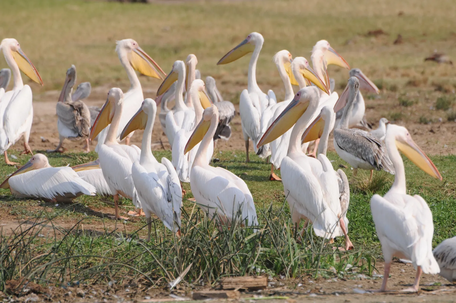 Pelicans