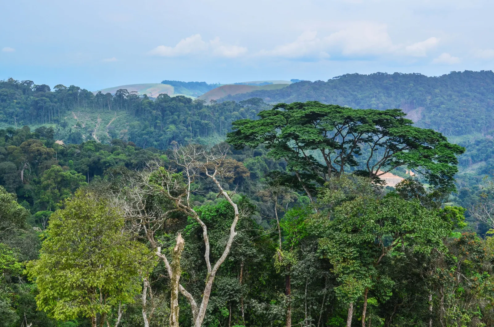 Congo header image