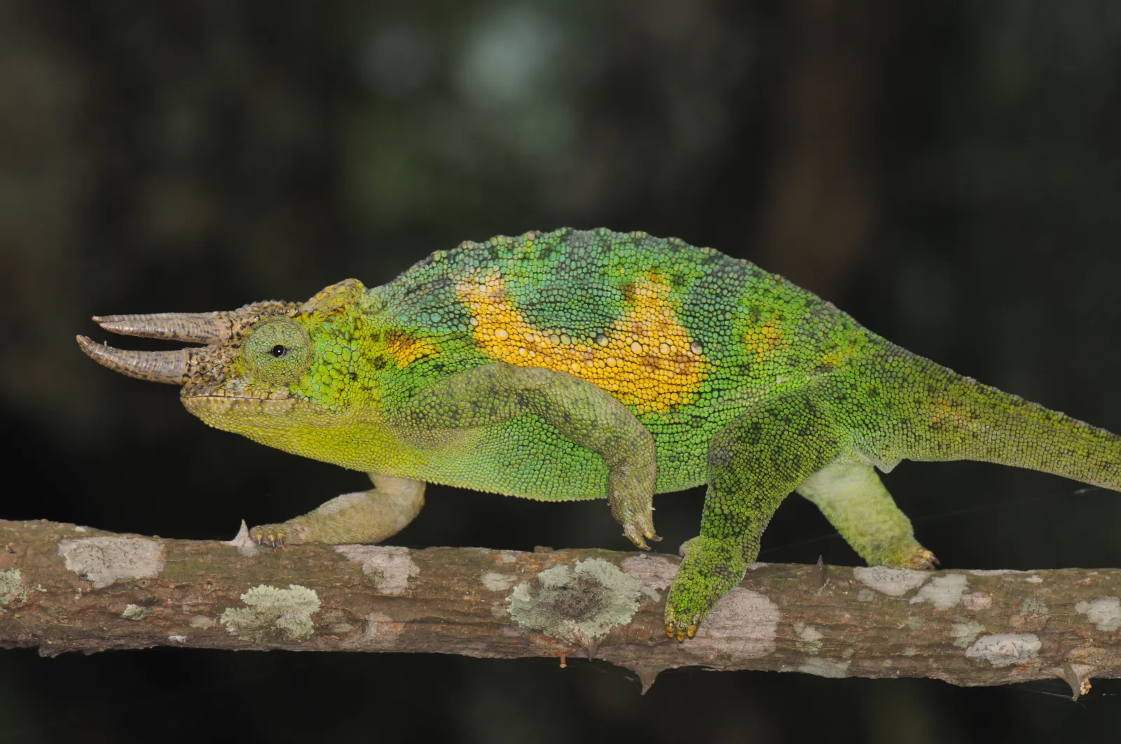 Jacksons three-horned chamaeleon by Andrew Plumptre