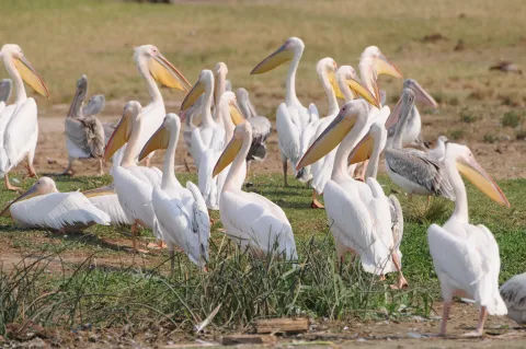 Pelicans
