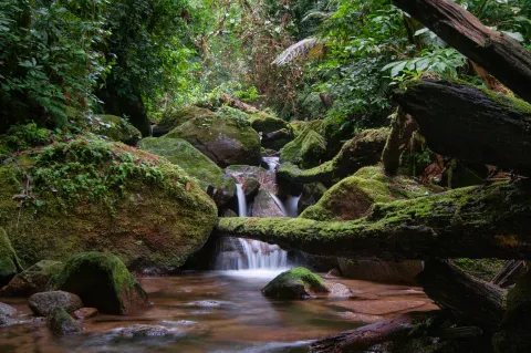 Cusuco by Andrew Snyder