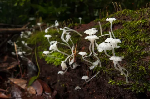 white fungi