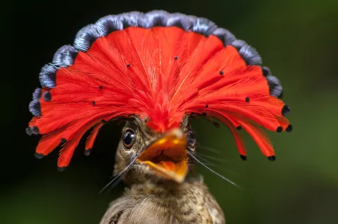 Male Amazonian Royal flycatcher