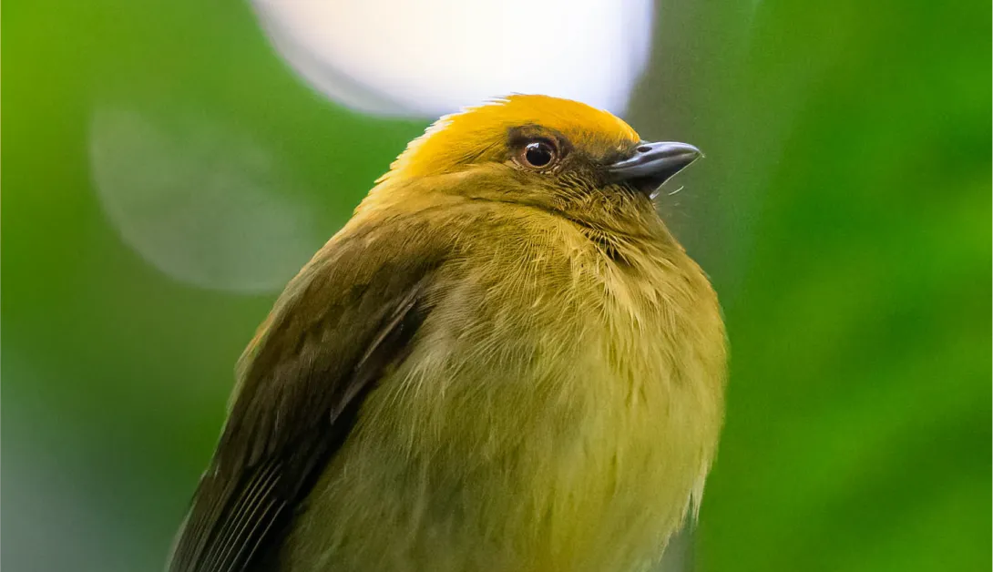 Yellow-headed Manakin © David Monroy R
