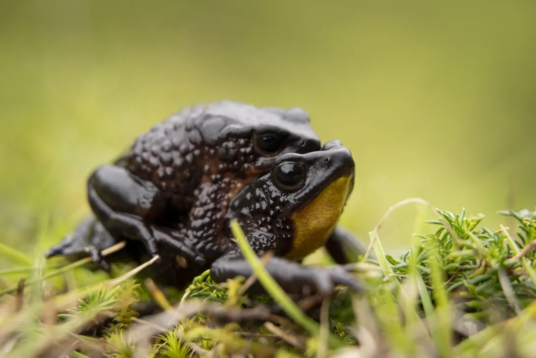 Atelopus ignescens amplexus © Mica Stacey, Alianza Jambato
